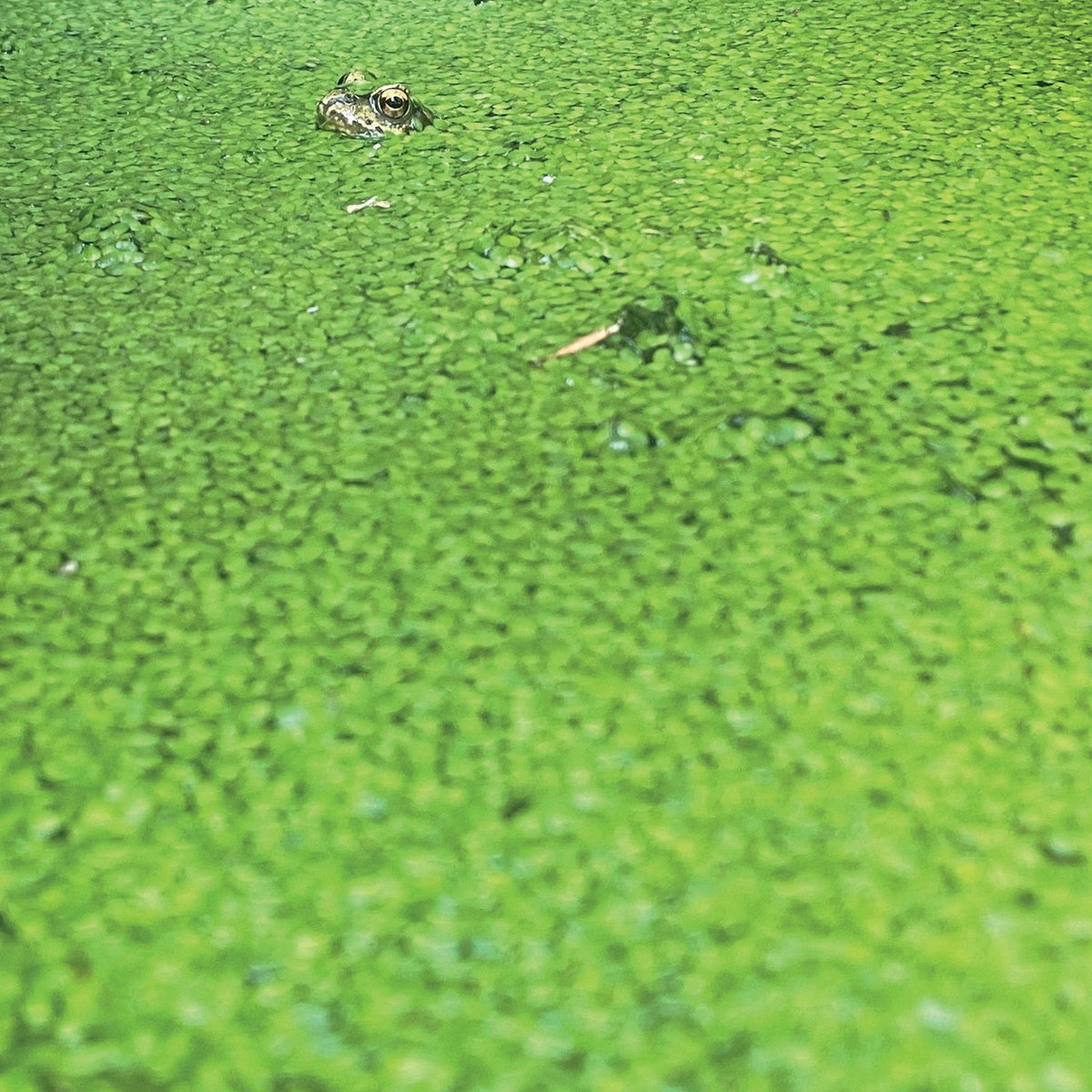 bleep's tweet image. Pre-Order Now:
Anton Pearson - Driving Through Belgium
World Of Echo

bleep.com/release/593851

Debut album from Anton Pearson, best known as guitarist in @squidbanduk, stepping into very different territory here - think Basinski, The Caretaker, Fennesz. There is a particular kind