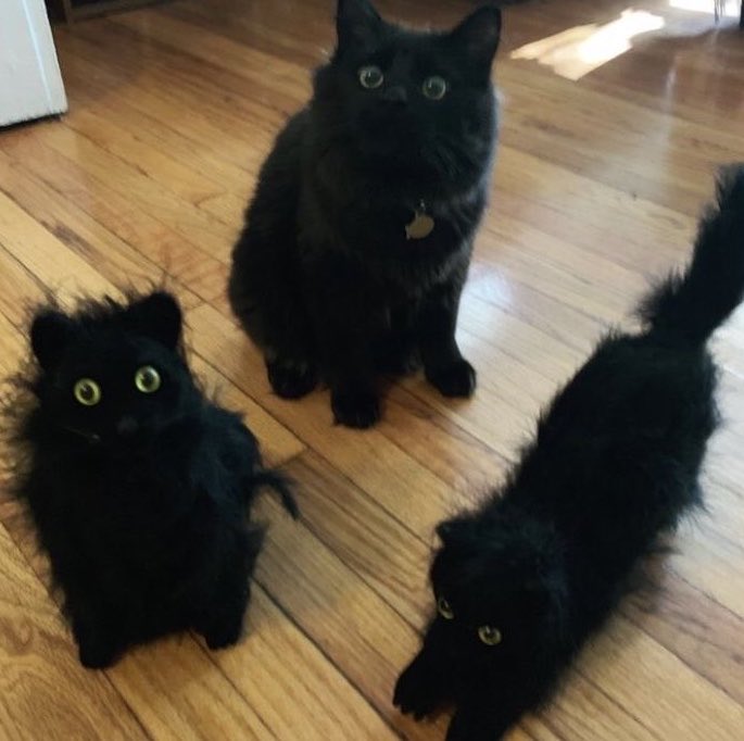 Black cats are not bad luck tweet media