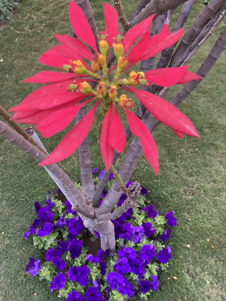 ajafri5's tweet photo. Farewell to the flowers, bring on the sun https://t.co/wrnbCmclK4