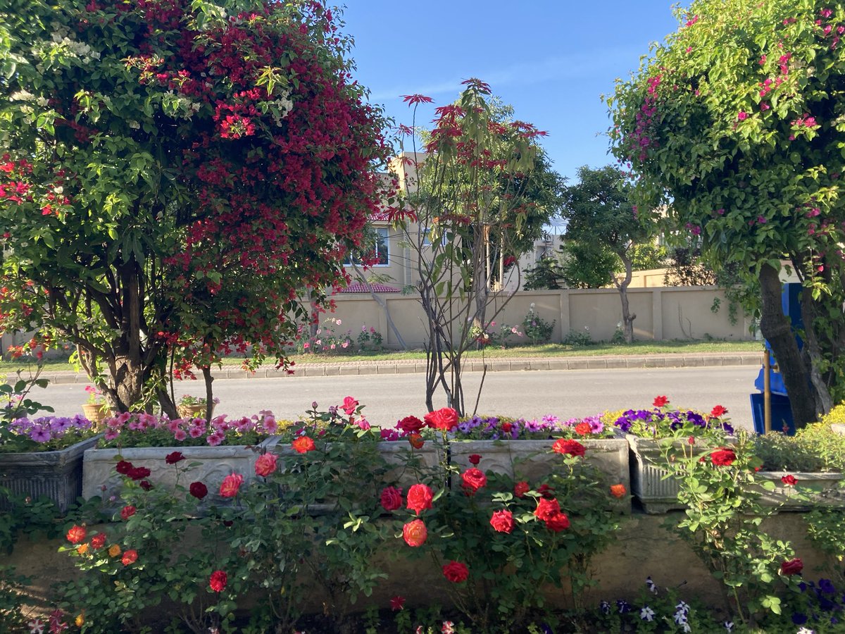 ajafri5's tweet photo. Farewell to the flowers, bring on the sun https://t.co/wrnbCmclK4