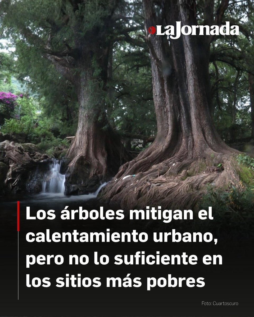 La Jornada tweet media