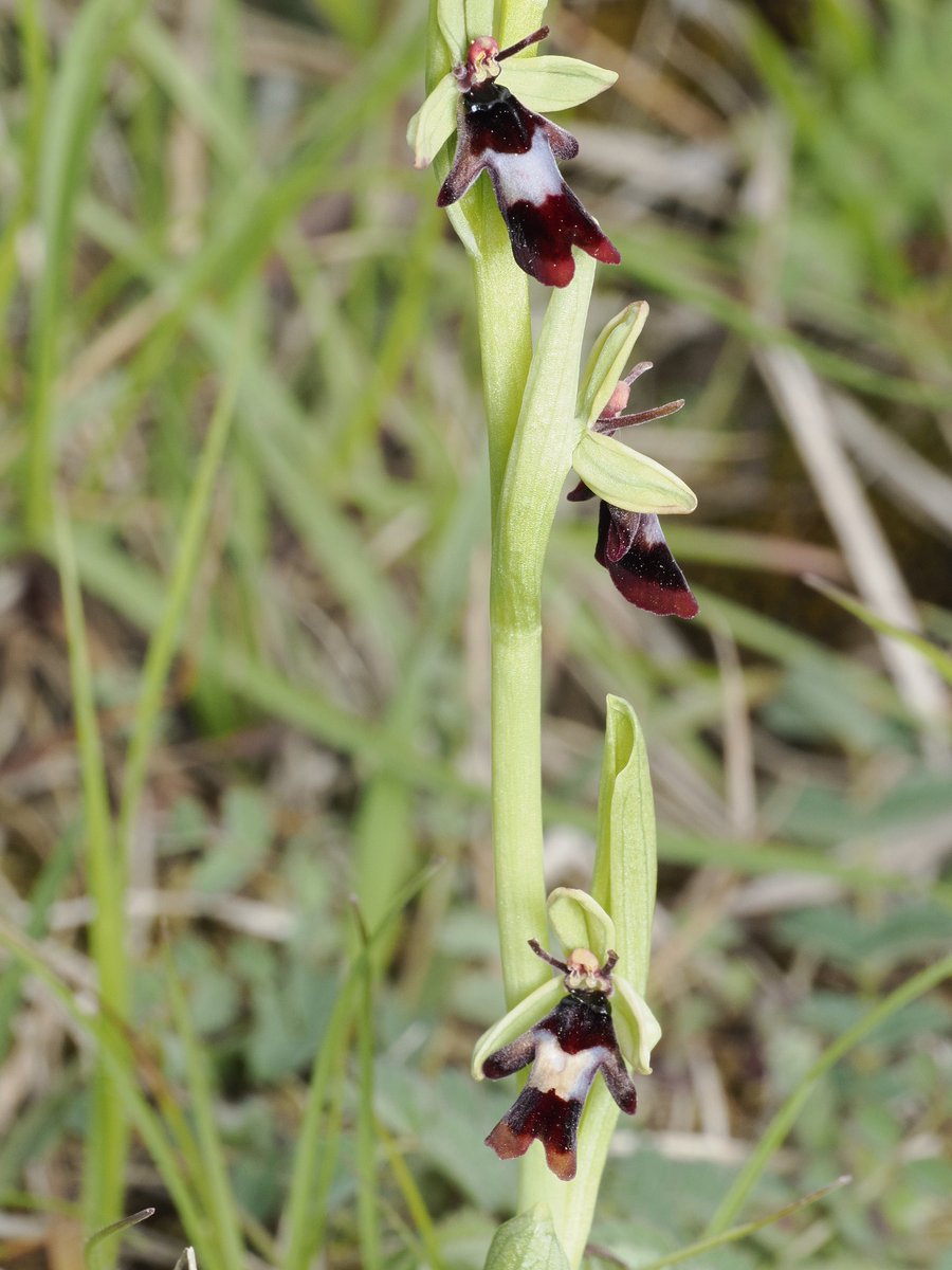 AndyLodge4's tweet photo. Pleasant morning above Stroud. The Fly / Bee Orchid has added another flower since Dunc photographed it. I managed to find 8 Fly Orchids plus one that had unfortunately been squashed. @duncan_dine https://t.co/ZdDsO1Wabe