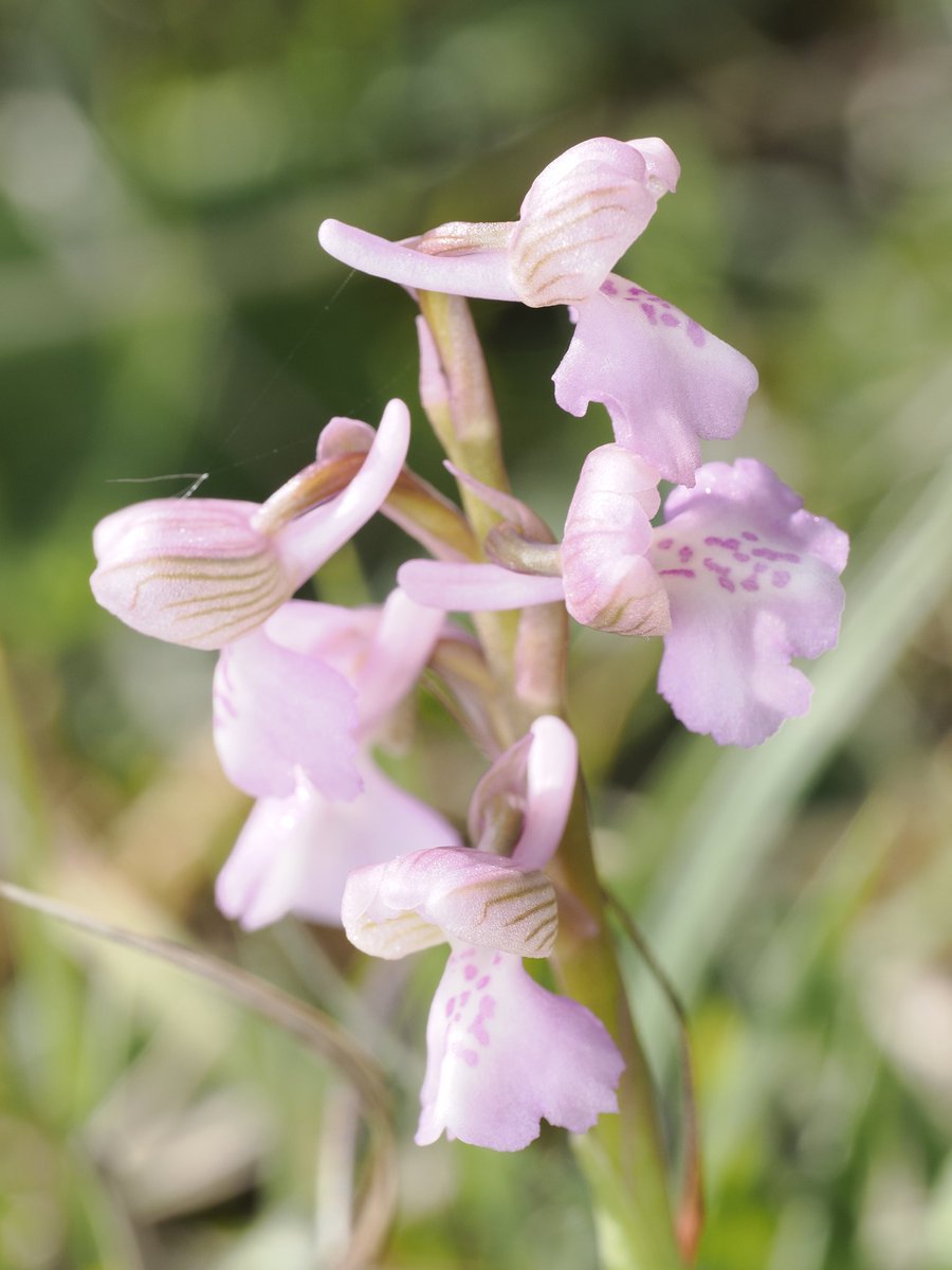 AndyLodge4's tweet photo. Nice variety of shades of Geen- winged Orchids too @duncan_dine https://t.co/JSNxbTWWzr