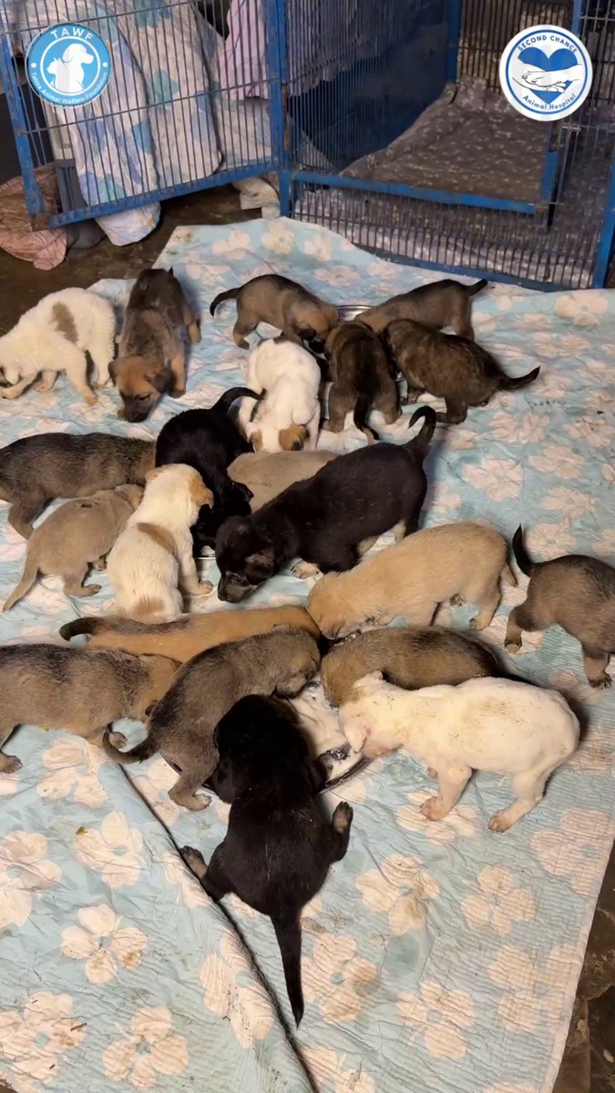 We are tired. Drained. Heartbroken.

Every day we are picking up dead bodies, terrified survivors, and orphaned babies after the mass dog killings happening across Punjab. Our team is beyond exhausted.

We do not have enough space.
We do not have enough funds.
But the suffering
