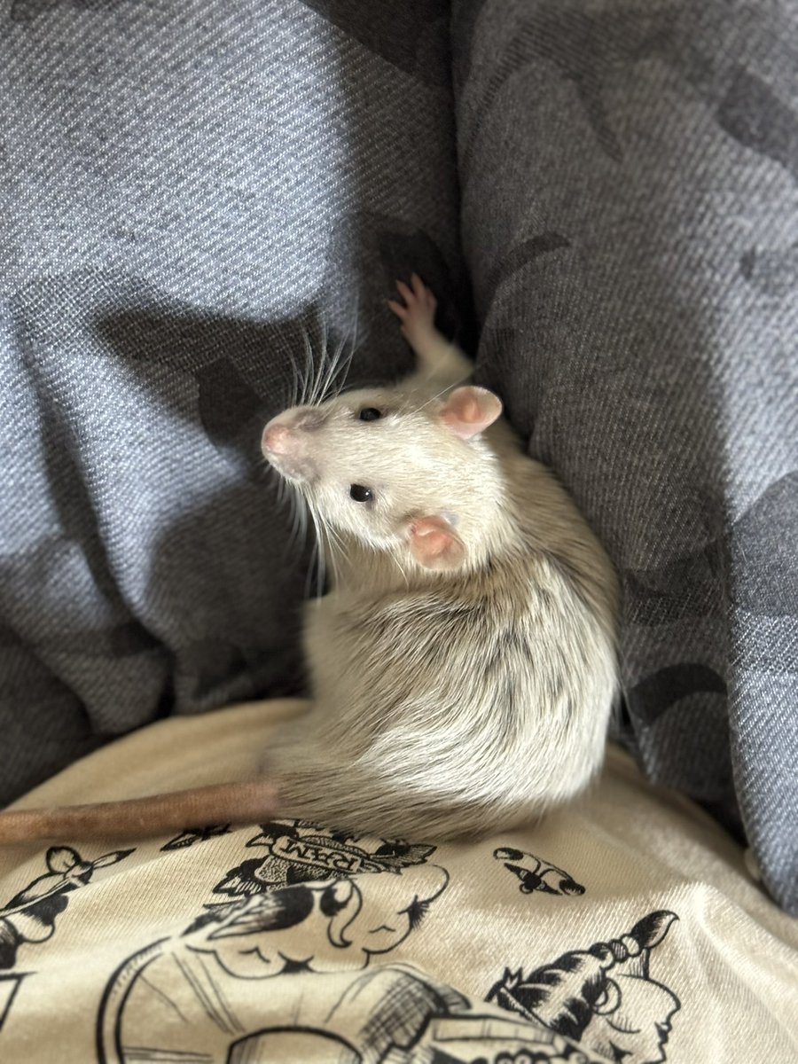 a bunch of rats✨ tweet media