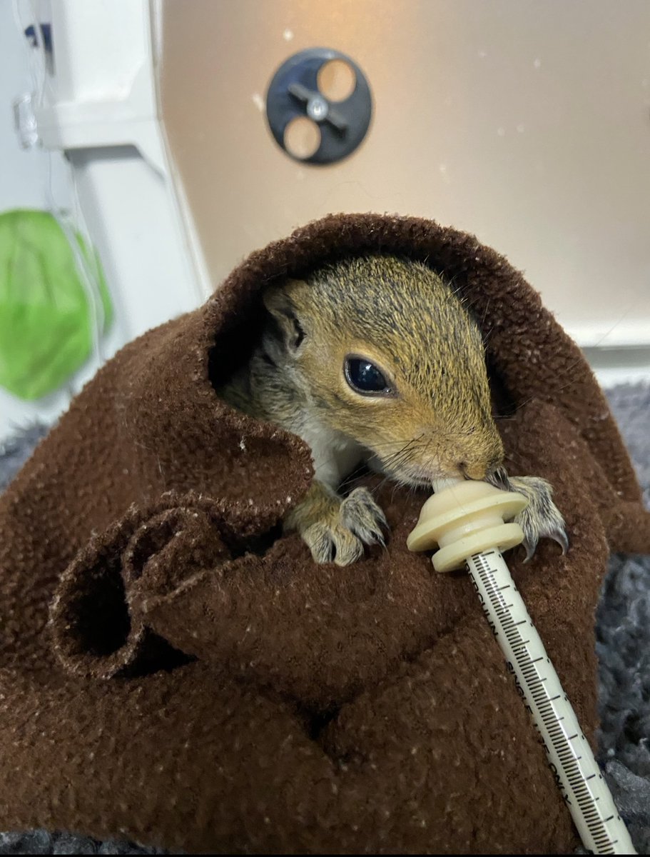 TriStateOffice's tweet photo. Thanks to our team who collected and delivered donations to @HARPSavesLives Wildlife Center! 🐾💚

From office supplies for their incredible staff to much-needed items for the animals in their care, we’re happy to play a small part in the big work they do every day. 🦝🦉🐿️ https://t.co/vt0C4WOs9l