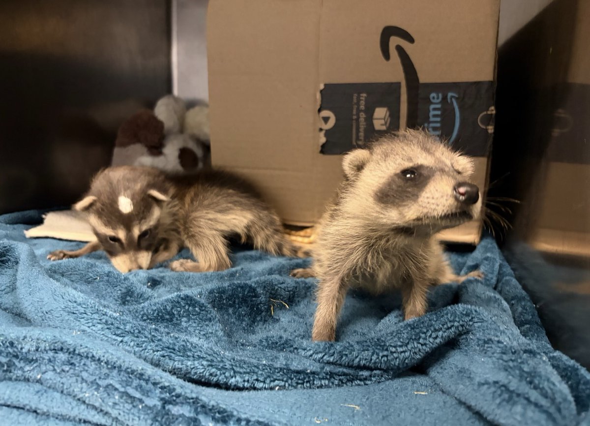 TriStateOffice's tweet photo. Thanks to our team who collected and delivered donations to @HARPSavesLives Wildlife Center! 🐾💚

From office supplies for their incredible staff to much-needed items for the animals in their care, we’re happy to play a small part in the big work they do every day. 🦝🦉🐿️ https://t.co/vt0C4WOs9l