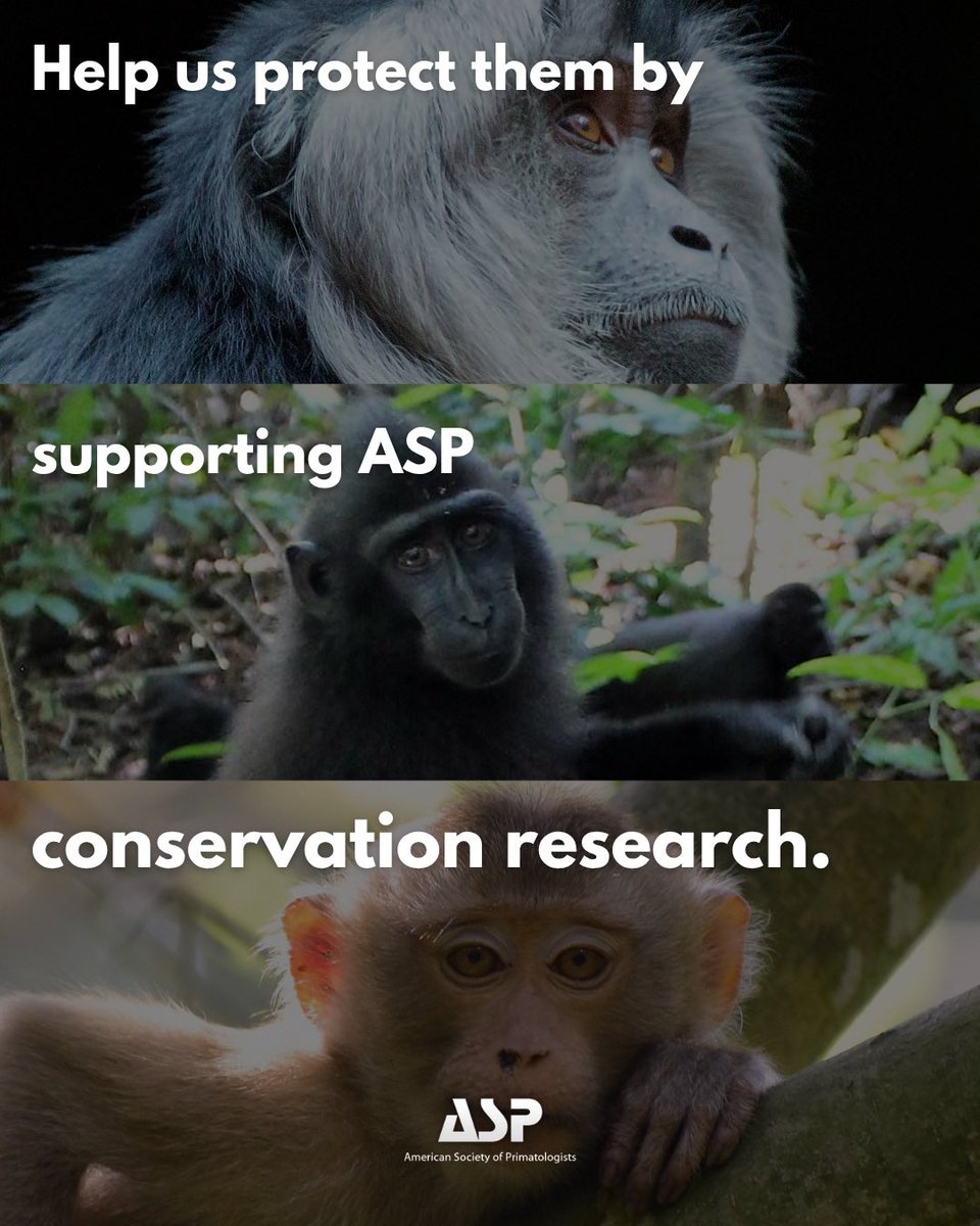 AmSoc Primatologists tweet media