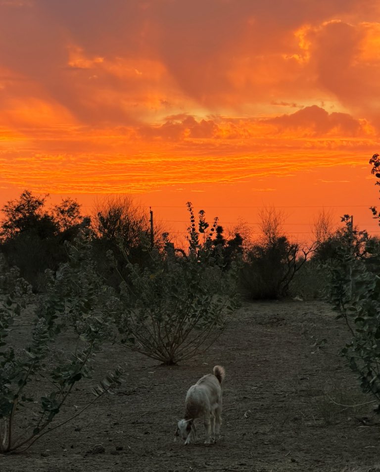 मरू री मरवण🏜️ tweet media