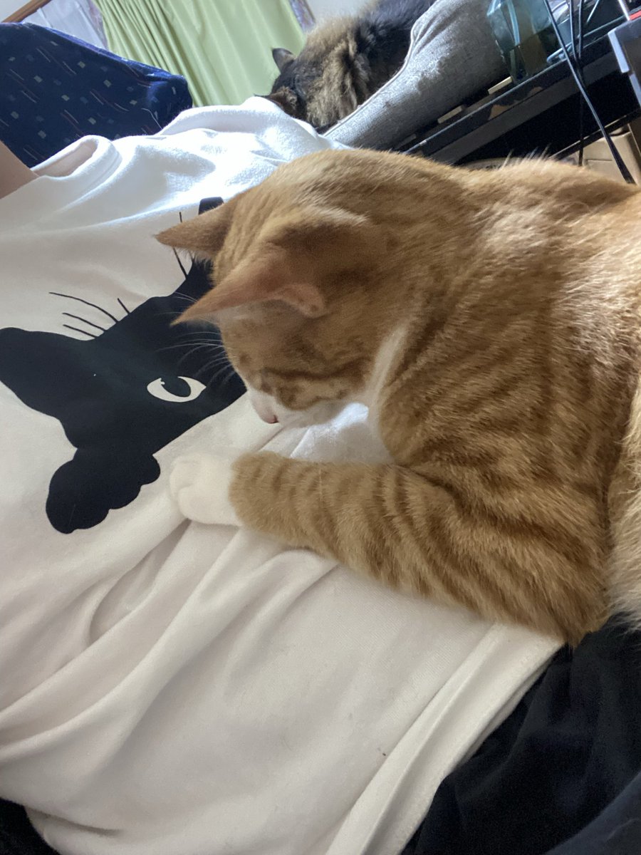 猫乃にゃー (@nekono_nya_VRC) / Posts / X