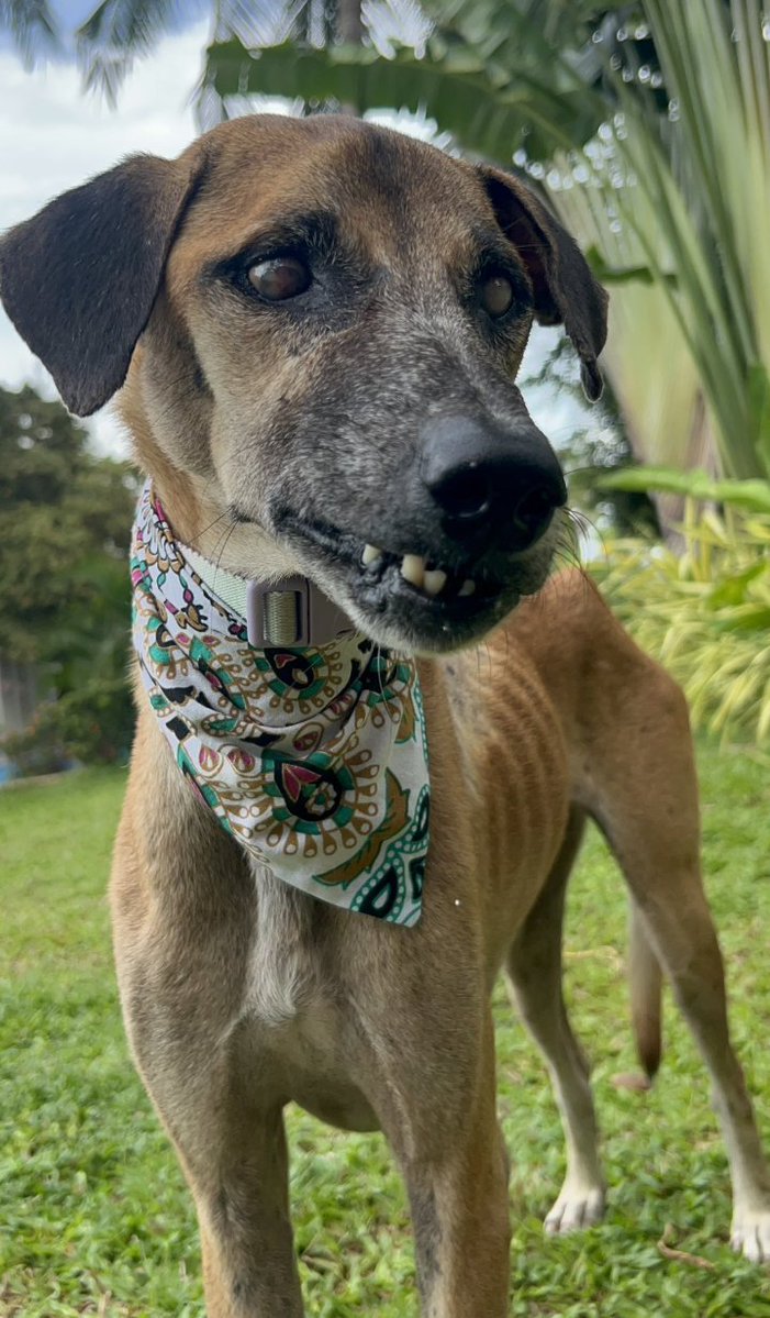 Happy Doggo tweet media
