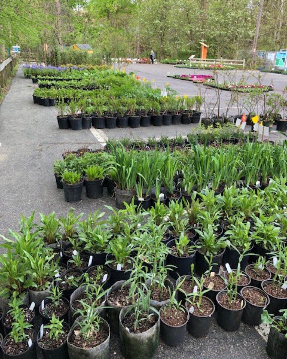 ShakerLakes's tweet photo. 44th ANNUAL PLANT SALE | SATURDAY, MAY 9 | 10AM-3PM
Shop in person at the Nature Center for the best selection of hard-to-find native perennials, annuals, herbs, vegetables, and hanging baskets hand-selected by a local team of experienced gardeners. https://t.co/XhOZ8pB5HK