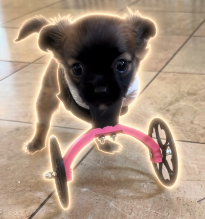 SavantDevs's tweet photo. This puppy named Lily is going viral on TikTok for being a real life wheelchair pup.

Everyone in the comments is calling her the cutest dog ever and are asking for more tiktoks to be made with her.

https://t.co/kxLVaGYOkf https://t.co/f6jZMLGpyV