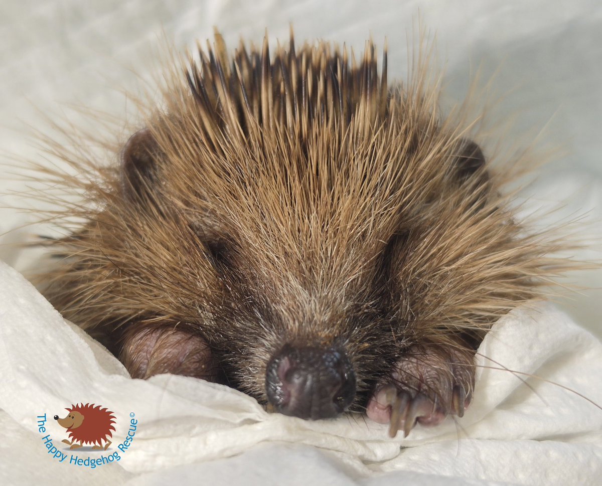 hogified100's tweet photo. PEEK A BOO
This underweight hedgehog that was found out in the day had to have a little bath once it was stabilised. #rescue #rehabilitation #beautiful #savinglives https://t.co/4EKjgjhFyZ