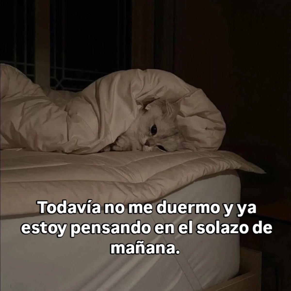 Mundo de Bigotes (@mundodebigotes) on Twitter photo 