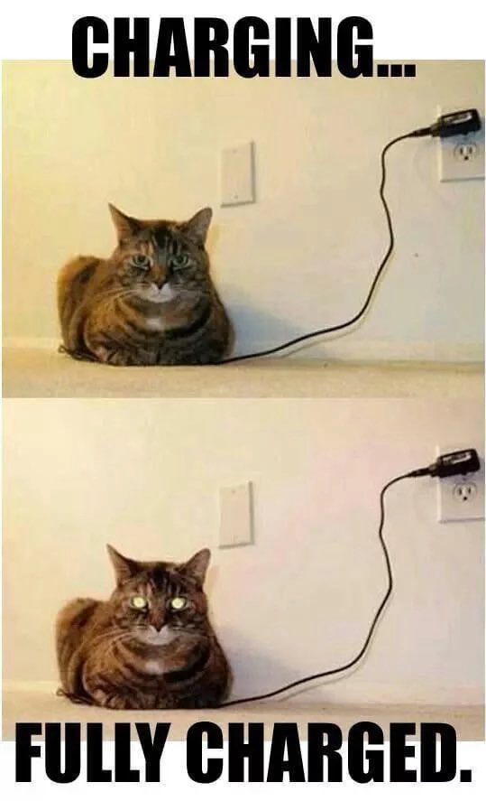 NoCatsNoLife_m's tweet photo. https://t.co/7y01QHEZjp