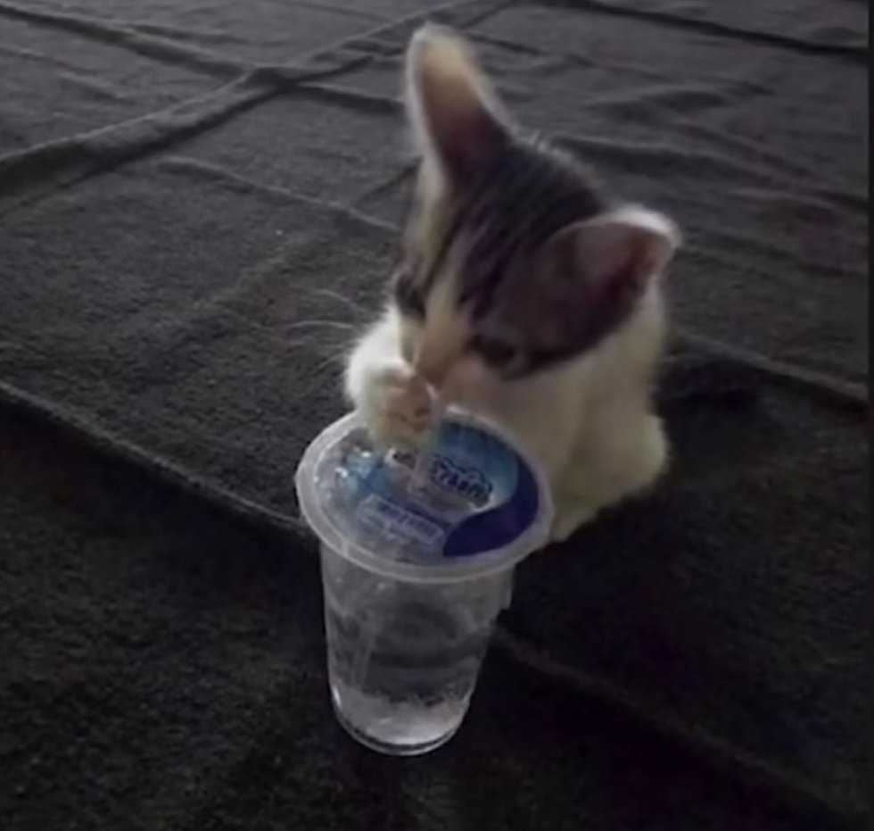 smol silly cat tweet media