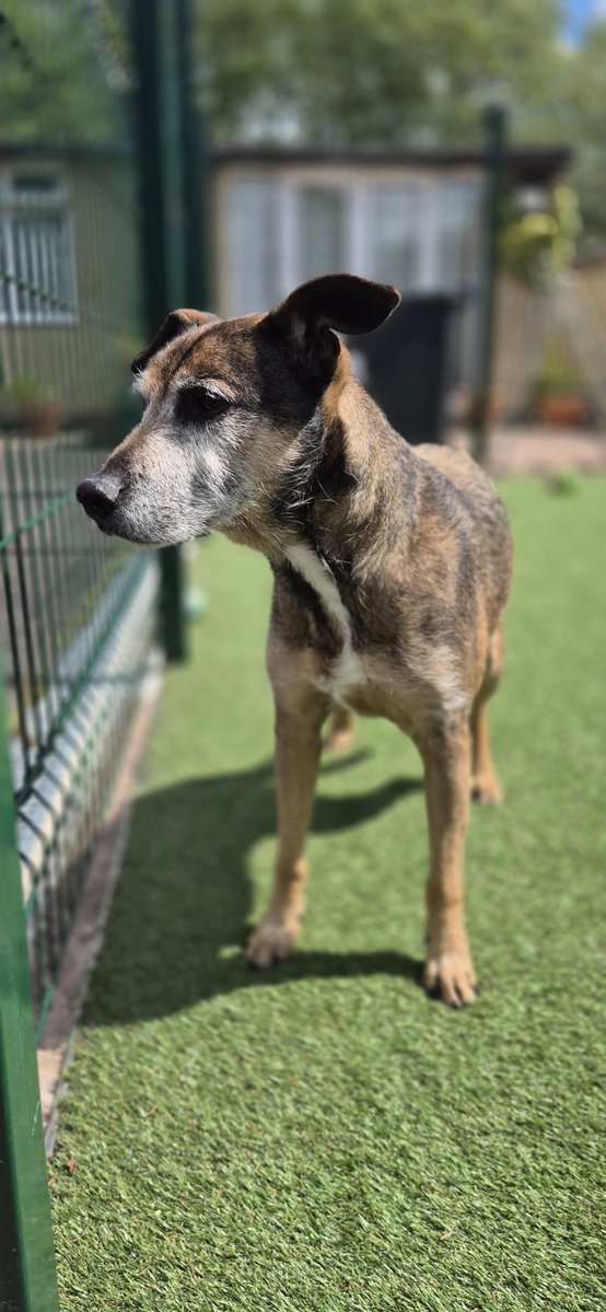 Urgent please retweet to help Taz find a home #STOKE #UK 
💔💔💔AVAILABLE FOR ADOPTION, AGED 15!! 💔💔💔
Now in a council pound 
Taz is a 15 year old (15 just turned in may)  male neutered x breed, Taz has come in via the dog warden service and he has not been re-claimed.
Due to