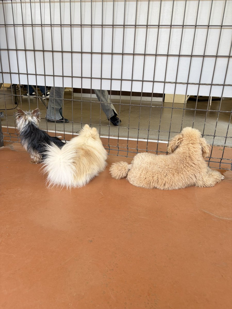 りんﾁｬｿ tweet media