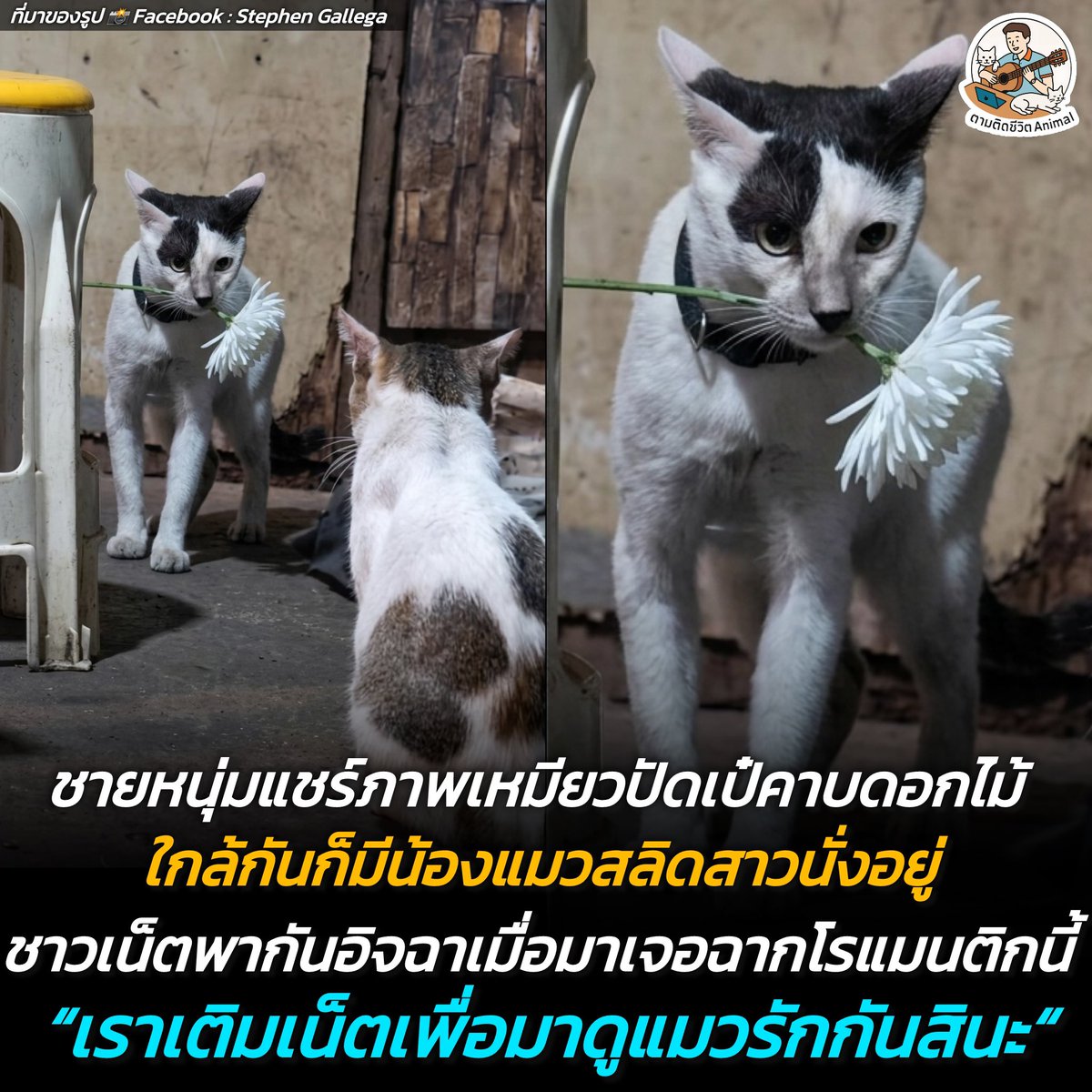 ตามติดชีวิตAnimal tweet media