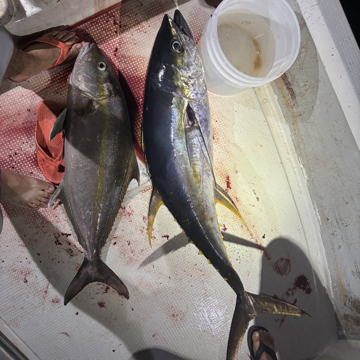 laoto0317's tweet photo. クロマグロとヒラマサ https://t.co/5bwQOAaPdS