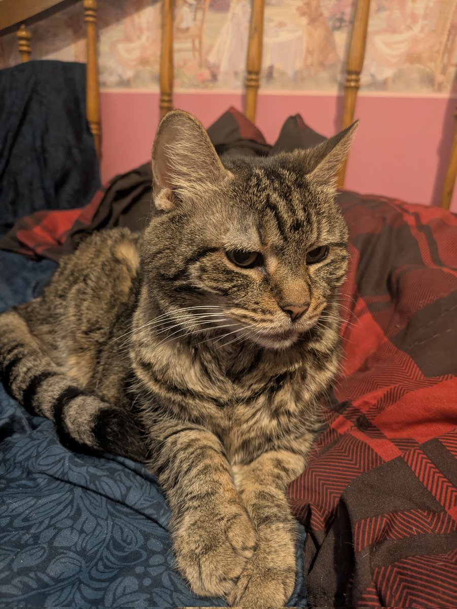 biohazard5414's tweet photo. My cat https://t.co/STwvV91dwq
