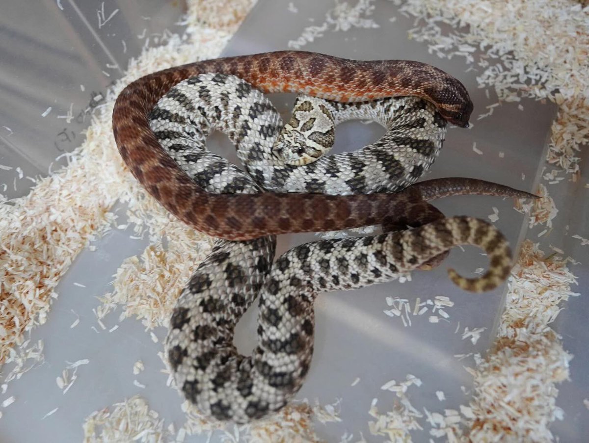 ReptileJk's tweet photo. Looking forward 2026 Swiss chocolate babies 😍

JK Reptile Company

Website:
https://t.co/VRCeoM1XPP

#豬鼻蛇
#hognosesnakes
#snake
#玩具蛇
#寵物蛇
#シシバナヘビ
#파충류
#爬虫類 https://t.co/1QECR6Dtne