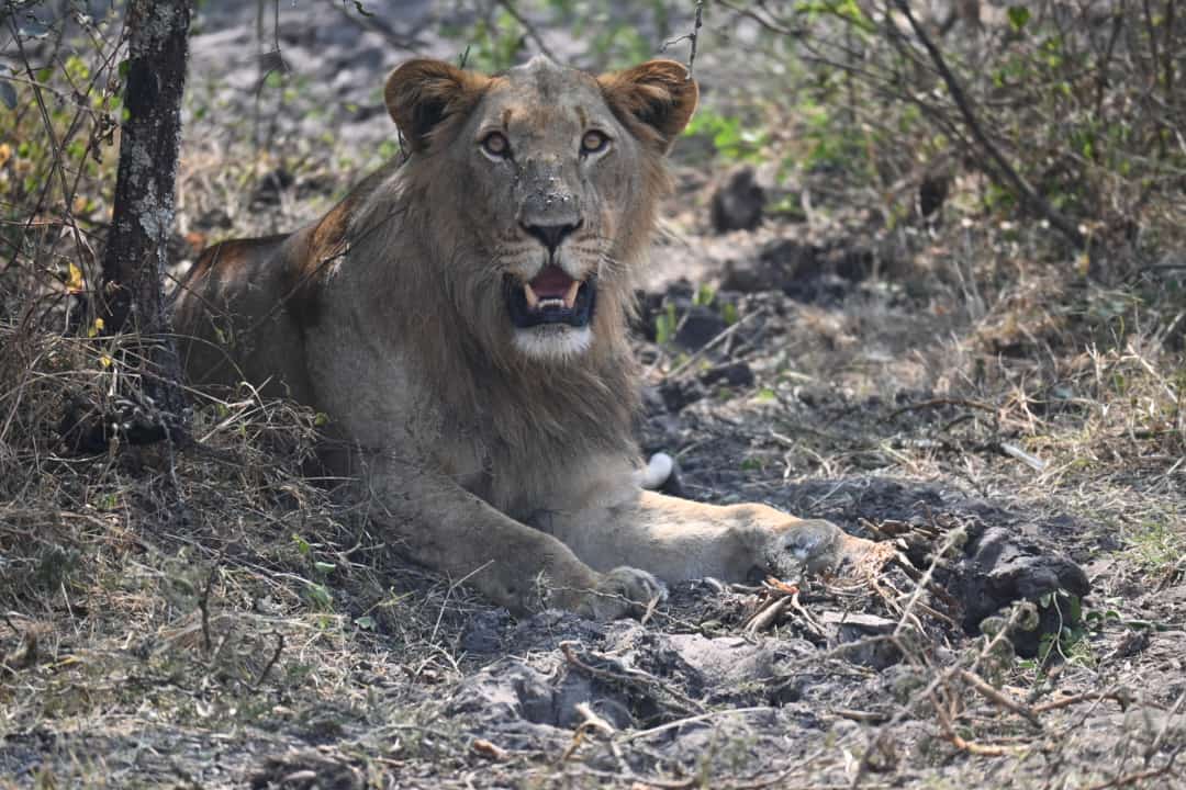 JungleRideSafar's tweet photo. Spotted! Lions 🦁 The pride was active this afternoon in the northern plains of Akagera. What an encounter, it's amazing. #AkageraNationalPark #Rwanda #wildlife #JungleRideSafaris #travelphotography 

📩jungleridesafaris@gmail.com 
🌐https://t.co/9vjI66gVC9 
📞 0775 291057 https://t.co/MjJSkzWwuu