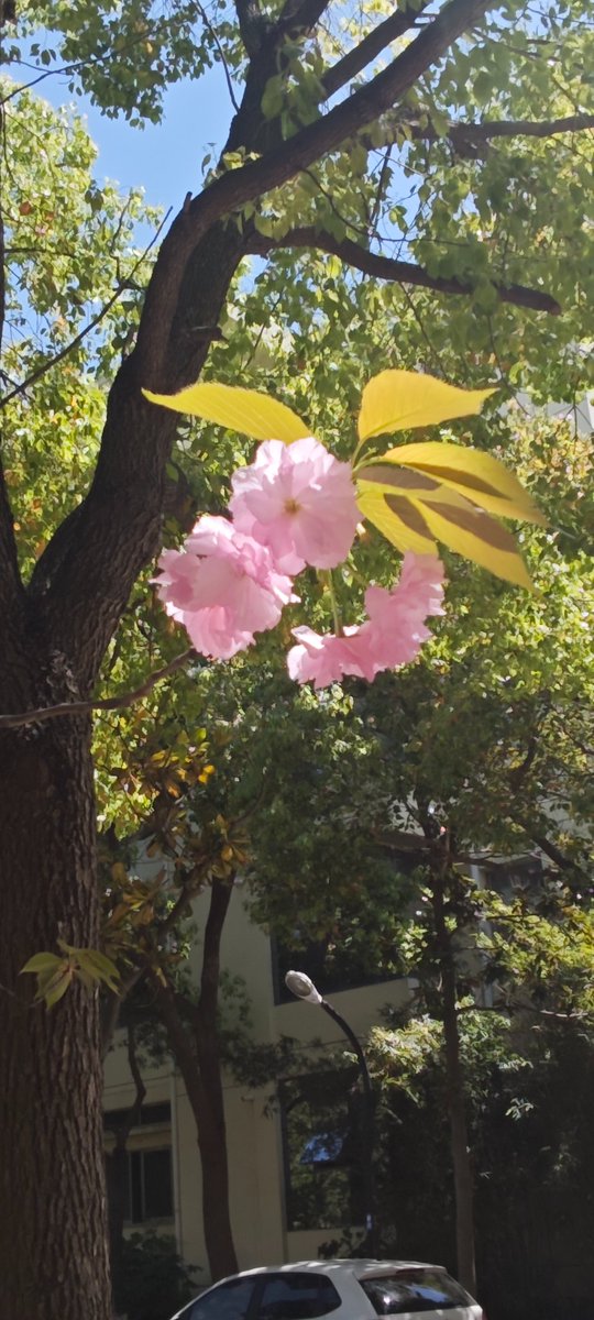 blcxaizheta_'s tweet photo. 花开咯 https://t.co/JJNFSiHRCE