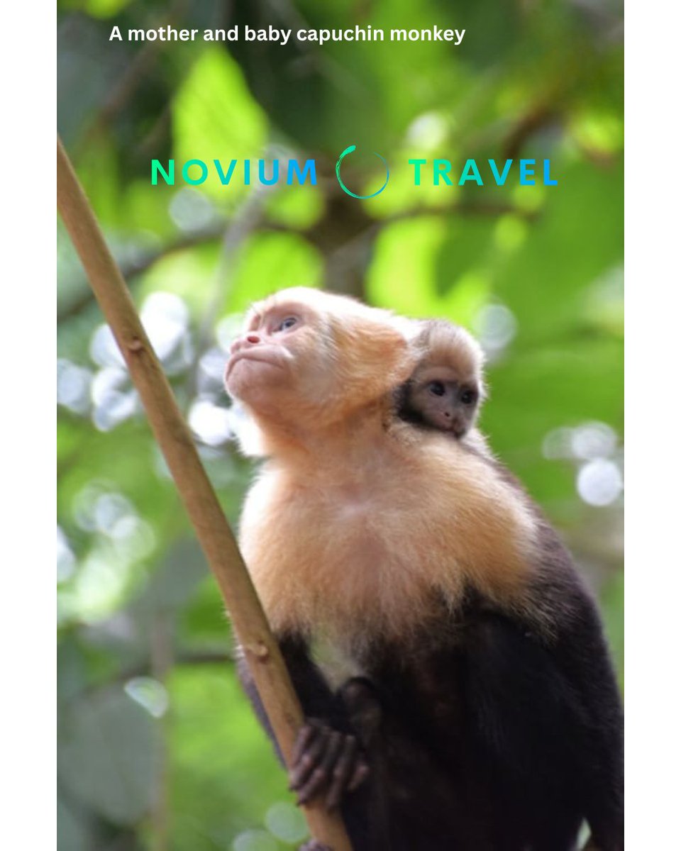 NoviumTravel's tweet photo. 15 nights in Costa Rica from £2,189pp! 🇨🇷🦥

✈️ Inc. flights from LHR, MAN, EDI &amp; DUB. 🌿 Volcanoes, beaches &amp; jungle lodges. 
📅 Departs: 18 Sep 2026.
Book here: 📧 enquiries@noviumtravel.com 📞 0203 691 3232
#NoviumTravel #PuraVida https://t.co/gWUYFetlwW