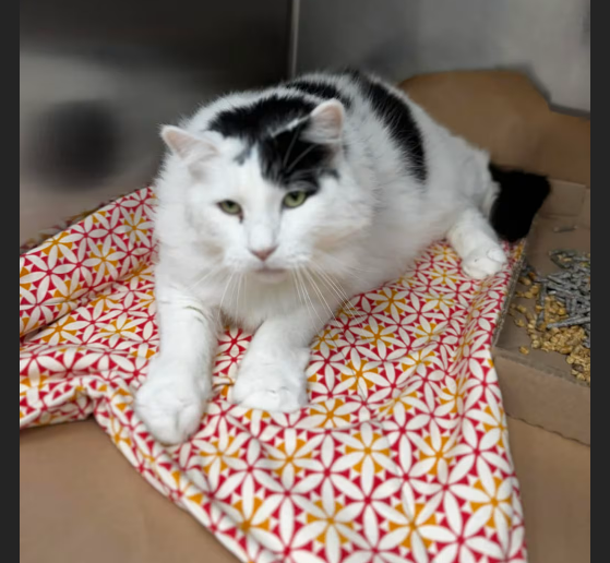 HollywoodDogs's tweet photo. At a full shelter in #Bastrop, #TX, Izzy-- an 11-year-old "professional couch potato" who "LOVES people"-- needs a forever home, a foster home, or rescue https://t.co/N2z2cKDTCE #URGENT #seniorcat #AdoptableCatofDay πββ¬ https://t.co/Kgy07PALWm