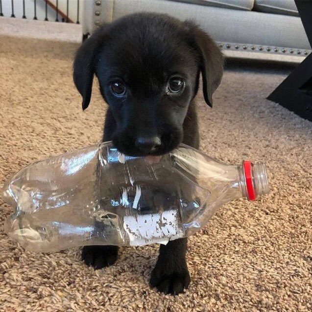 esfrann_'s tweet photo. eu sou literalmente assim com olhar de pidão https://t.co/nVDHSrEJvr