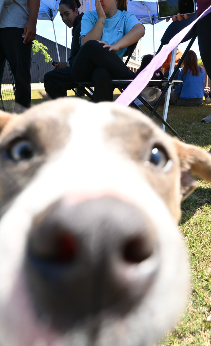 TROYUnews's tweet photo. This is your sign to take a well deserved study break, preferably with puppies 🐶

Please see the last photo for a surprise👀

#allwaysreal #alwaystroy #troyuniversity https://t.co/8YHxIXHxAF
