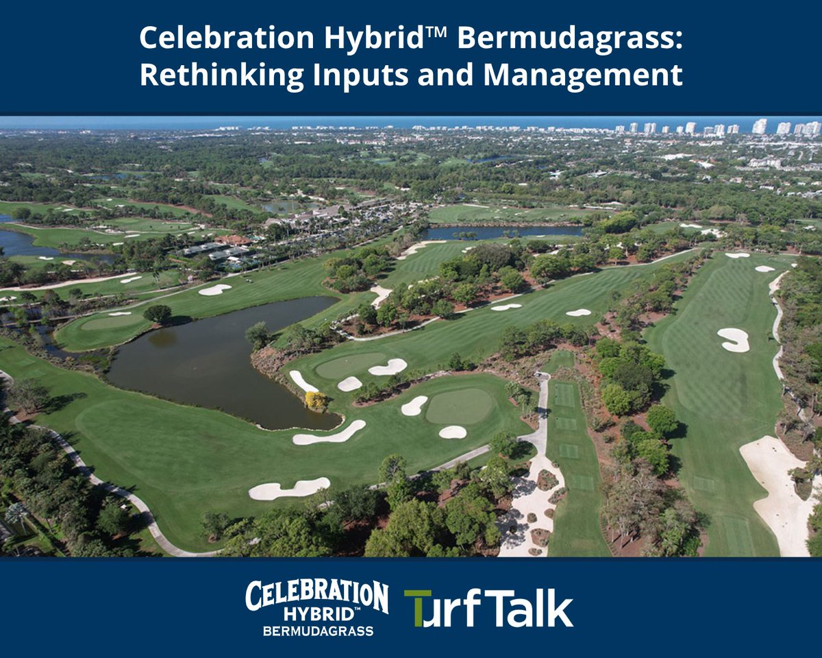 SodSolutions's tweet photo. New insights are shaping how Celebration Hybrid™ Bermudagrass is managed, with real-world feedback pointing to a different approach to inputs and fertility. Learn how turfgrass professionals are refining practices as adoption grows:https://t.co/I4sVpy40HY https://t.co/djPpNBkvJL