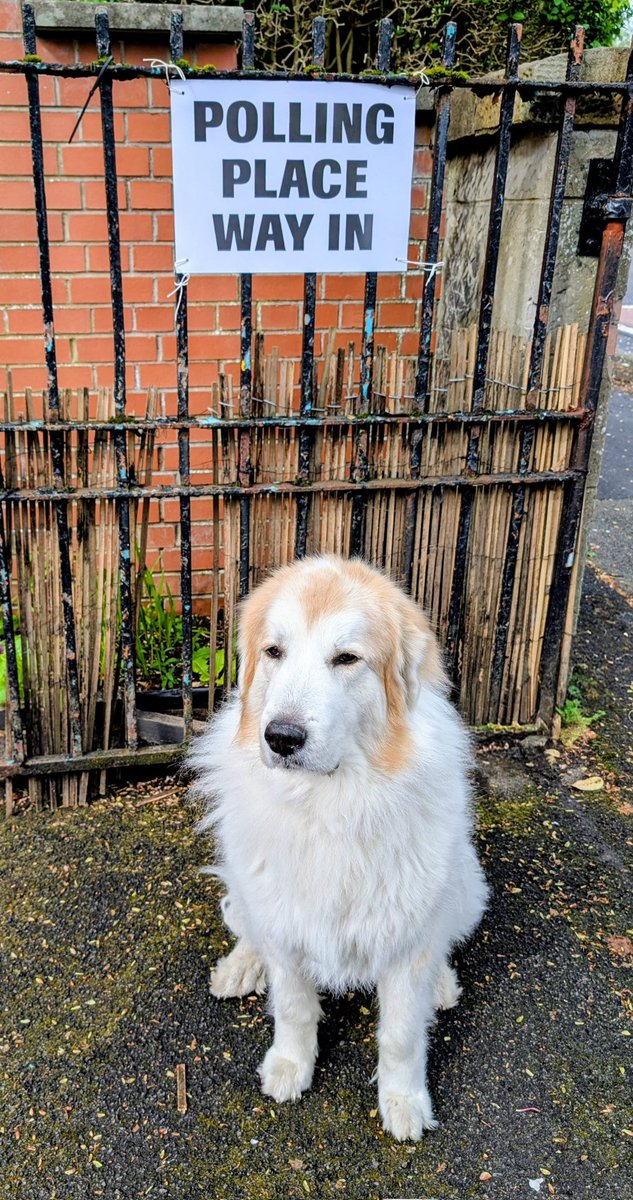 stewartdblack's tweet photo. #dogsatpollingstations #localelections https://t.co/gLzT9jgtGE