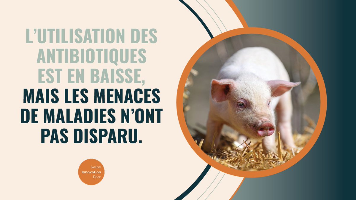 Swine Innovation Porc tweet media