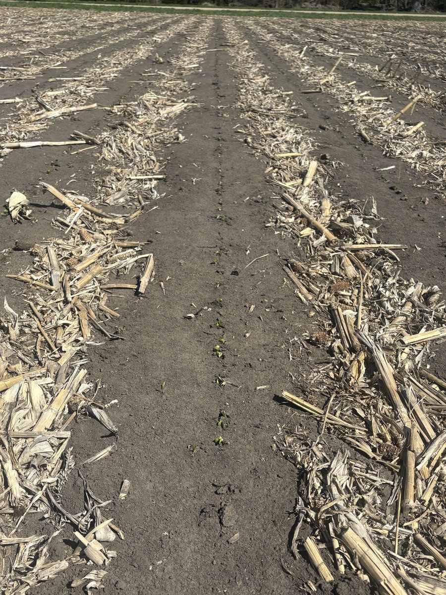Seehafer55's tweet photo. Took a few frosty nights. You people must not know what you’re doing. Beans thrive in the frost!! Planted April 15 should’ve been March 30th. https://t.co/38l5vicUWC
