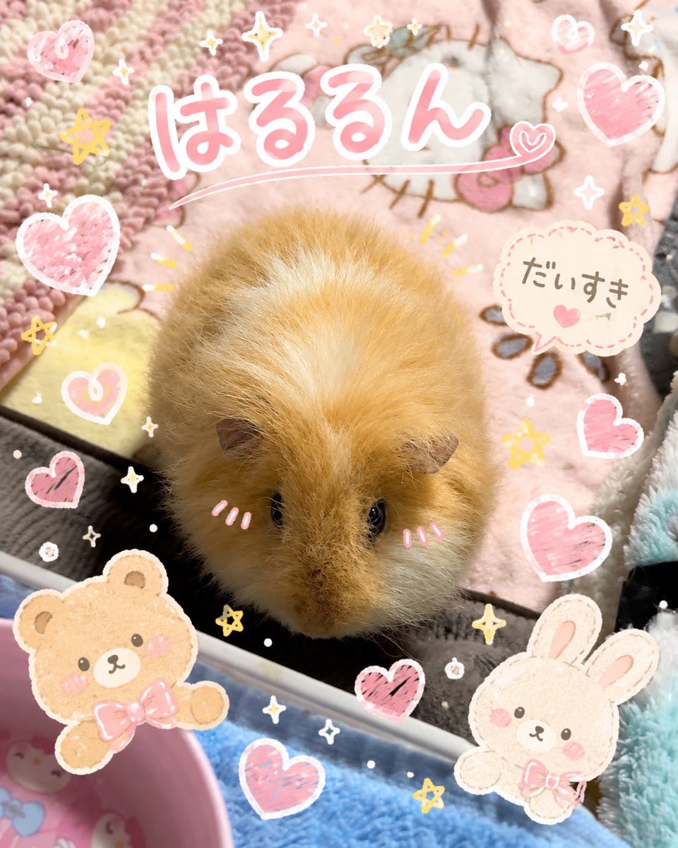 haruto様 Haruto 💛 #ハムスター #はるとくん