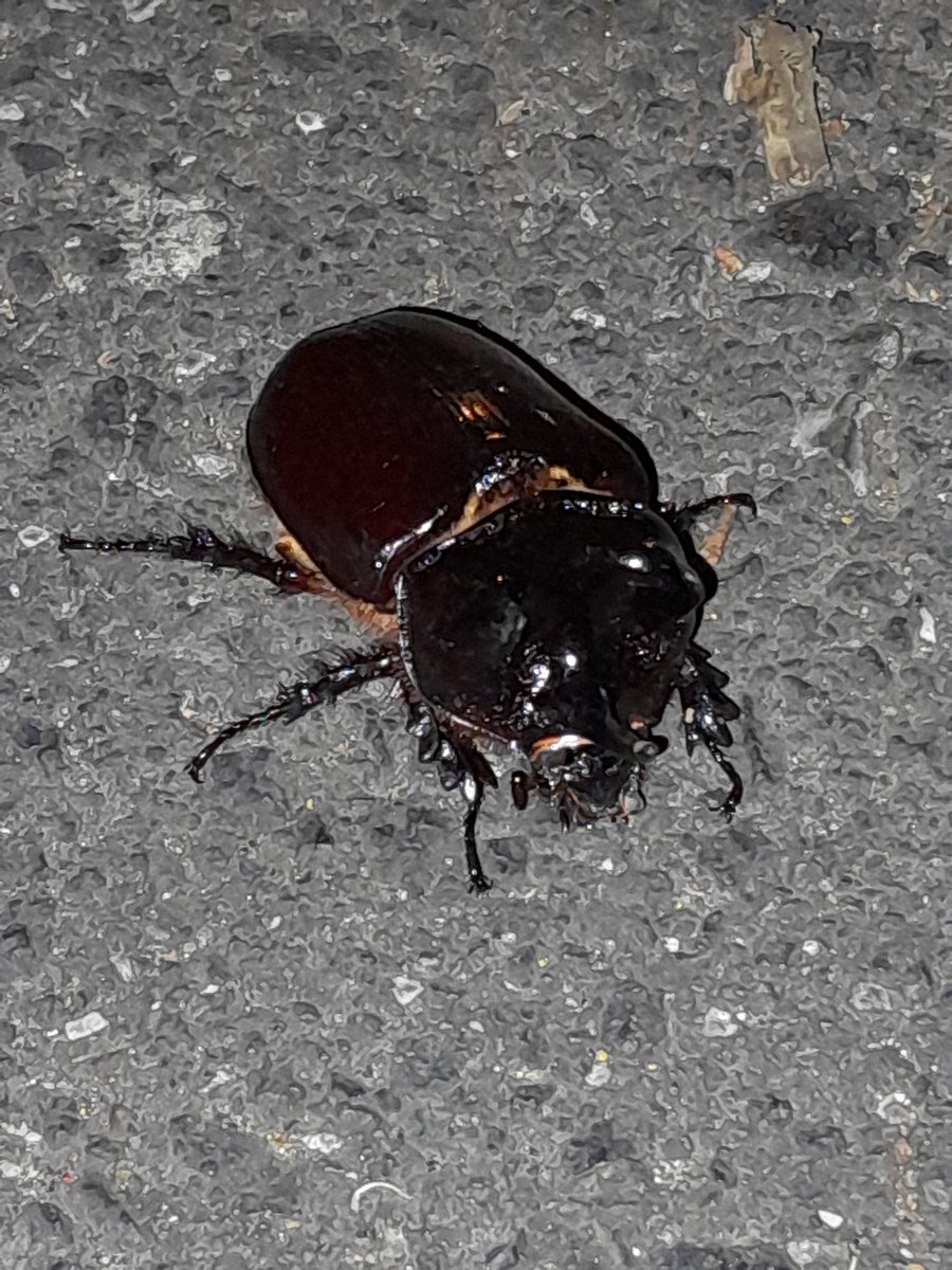 litomd's tweet photo. Visto en el campus @UFMedu ~8:20 PM un escarabajo enorme (ver foto con moneda de Q1)

Lo pasé a un área verde para que no lo fueran a aplastar

Trataré de averiguar qué tipo de insecto coleóptero es https://t.co/ofWuEB1MIi