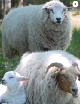 Experience Wool tweet media