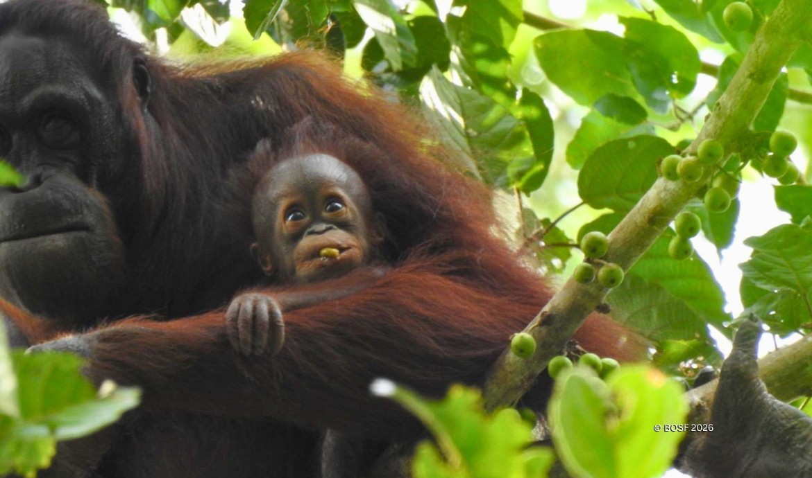 Orangutan Outreach 🦧❤️🌳 tweet media