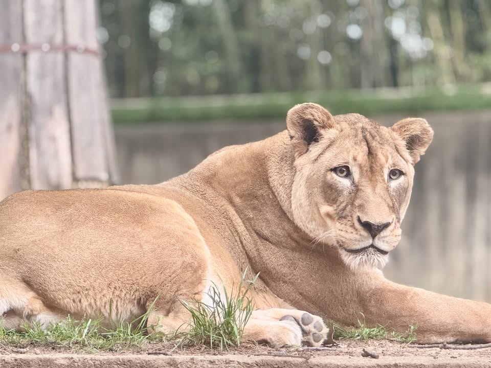 NationalZoo's tweet photo. On Tuesday, we shared an update from our Great Cats team as they prepared to say goodbye to our 21 y.o. "queen bee" African lion, Shera. This morning, she was humanely euthanized with her care team by her side. Learn more: https://t.co/zoJ5ghXqg7. https://t.co/iN8VBPx1GP