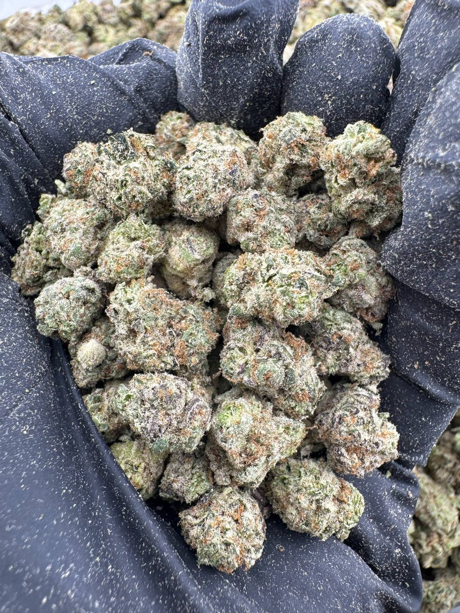 psychedelic_bay's tweet photo. RUNTZ MUFFIN SMALLS 🧁 

LICENSED INDOOR

#drugtwt
#weedtwt https://t.co/VI8KaVds32