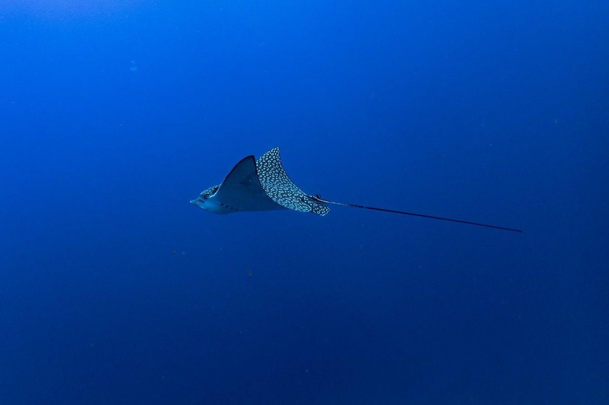 DRESSELDIVERS tweet media
