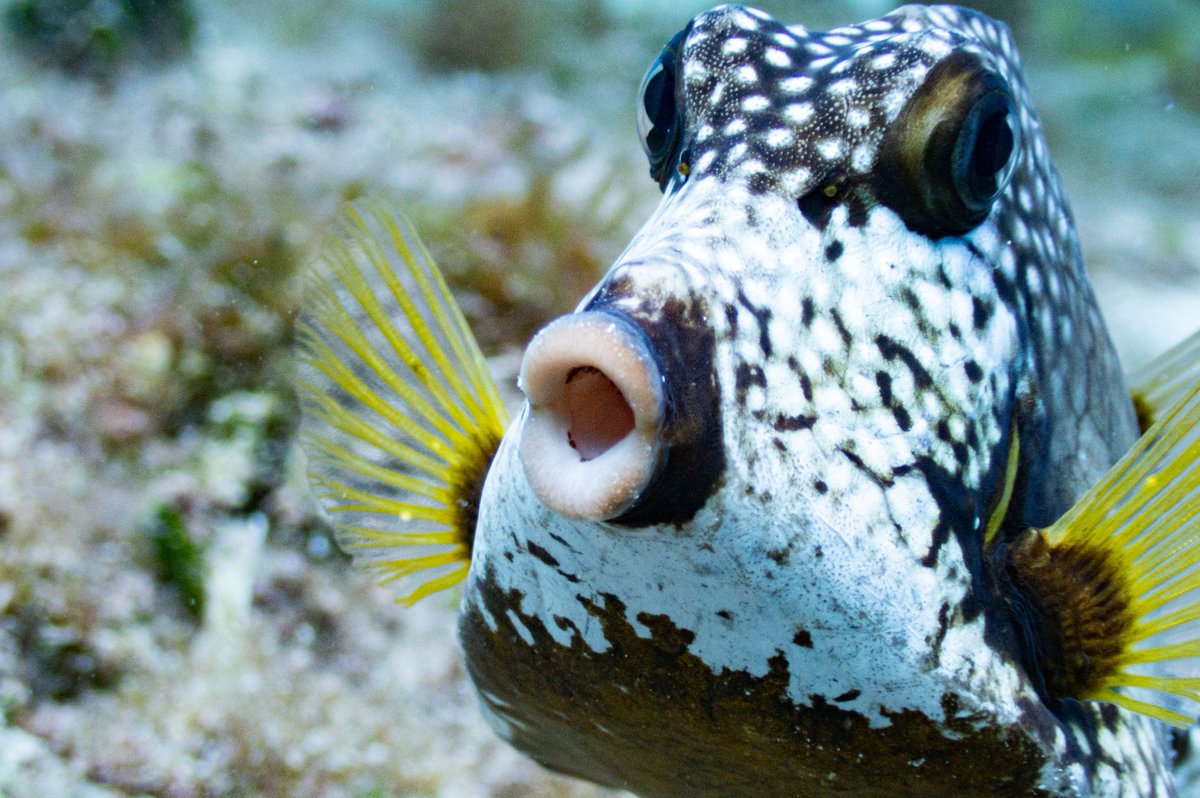 DRESSELDIVERS tweet media
