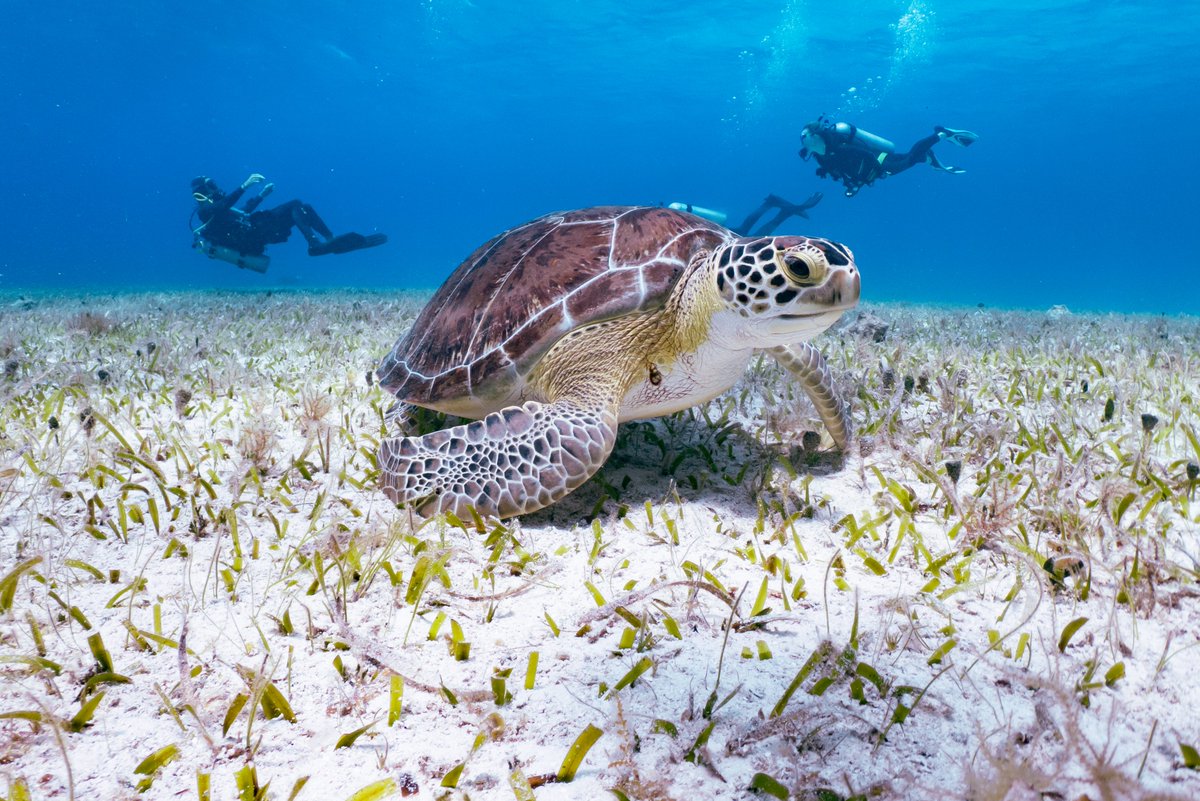DRESSELDIVERS tweet media