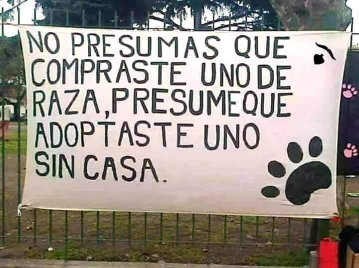 Perrosenlacalle's tweet photo. https://t.co/qQHXgMrphQ