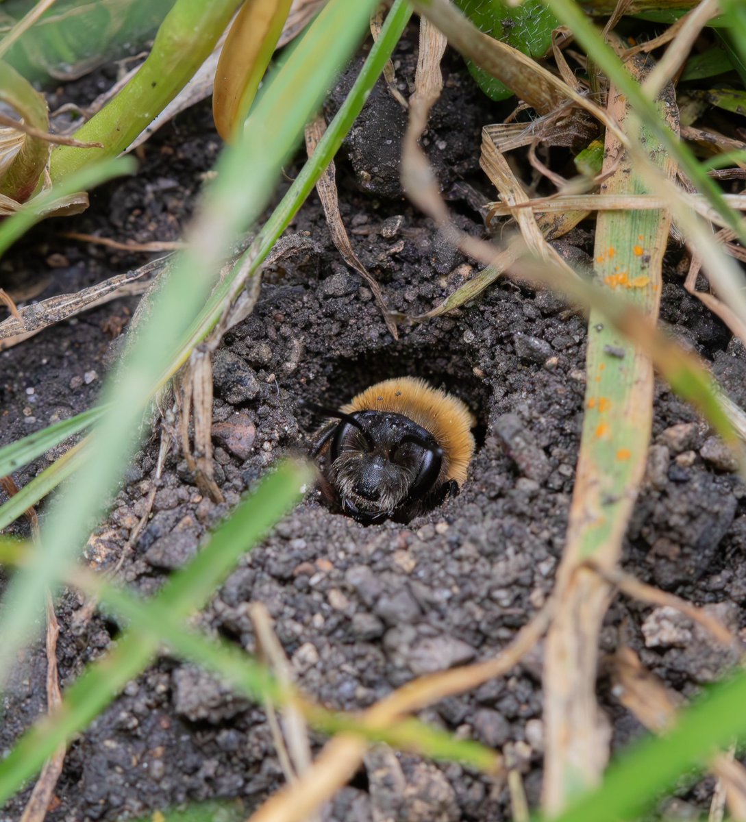 juliet_turner6's tweet photo. Sometimes waiting for the mining bees to come out of their burrows takes quite a lot of patience… https://t.co/Yhr0OWpM8W