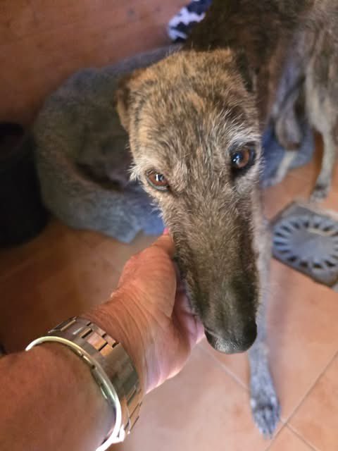 112 Carlota Galgos tweet media
