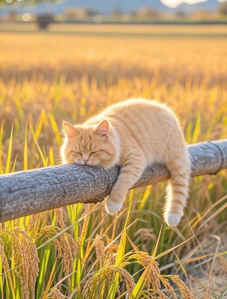 Abbie53087654's tweet photo. 🌾🧡🌾🧡🌾🧡🌾 https://t.co/E1AbEuJIpT